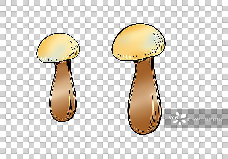 菌菇类免扣素材图片素材