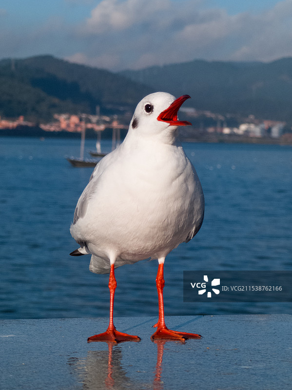 红嘴鸥图片素材