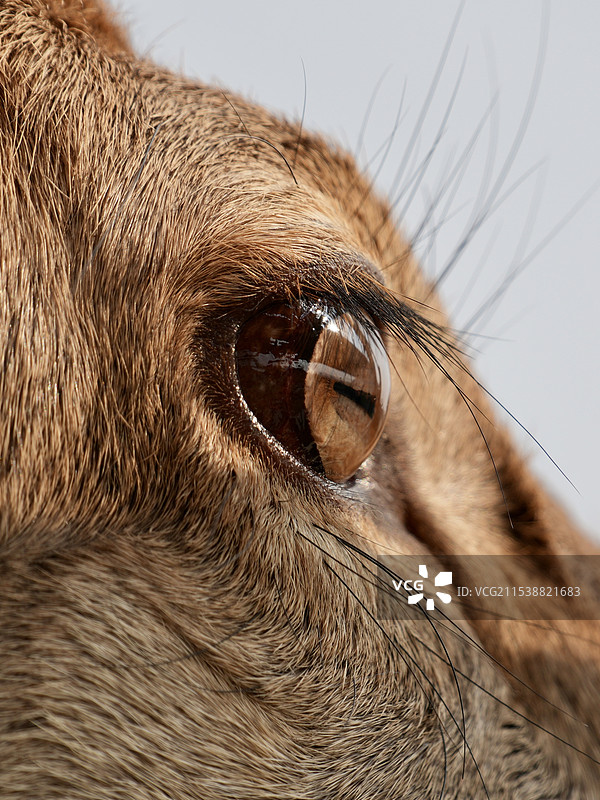 假如眼睛会说话图片素材