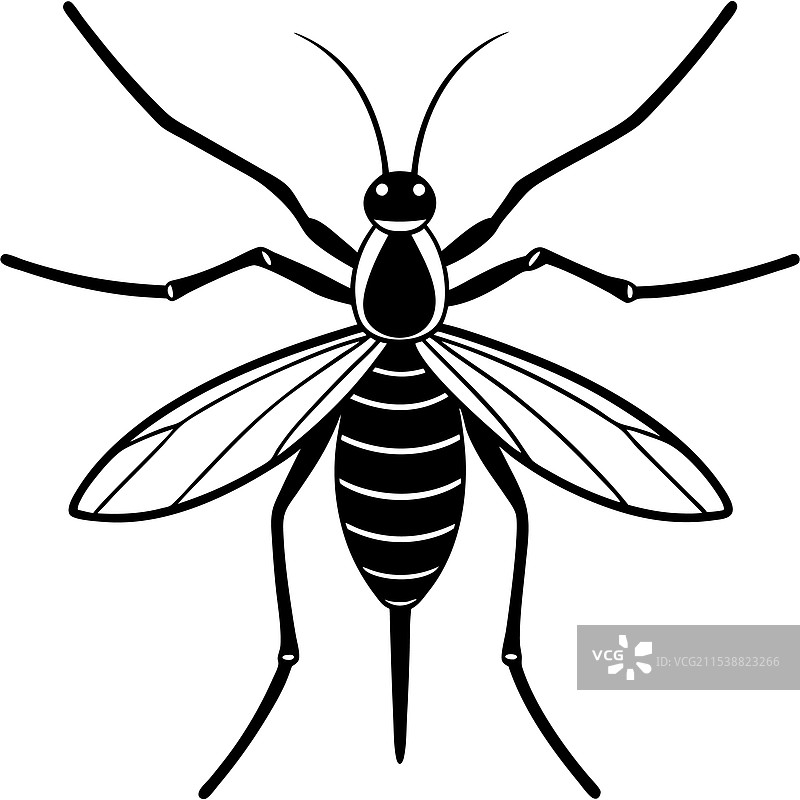 水黾昆虫平躺在白色背景上图片素材