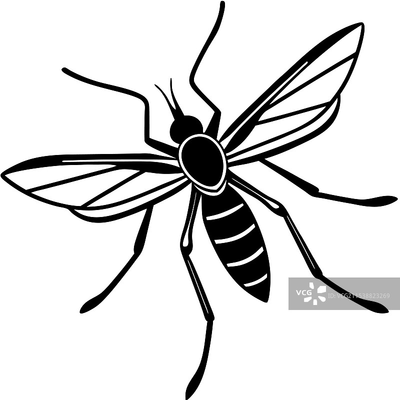 水黾昆虫平躺在白色背景上图片素材