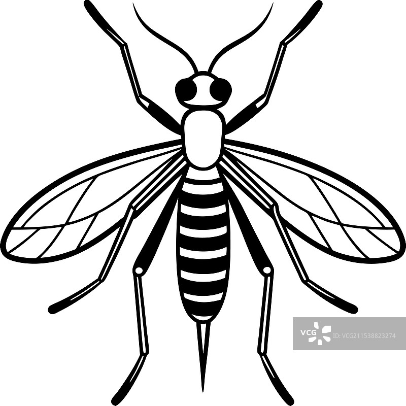 水黾昆虫平躺在白色背景上图片素材