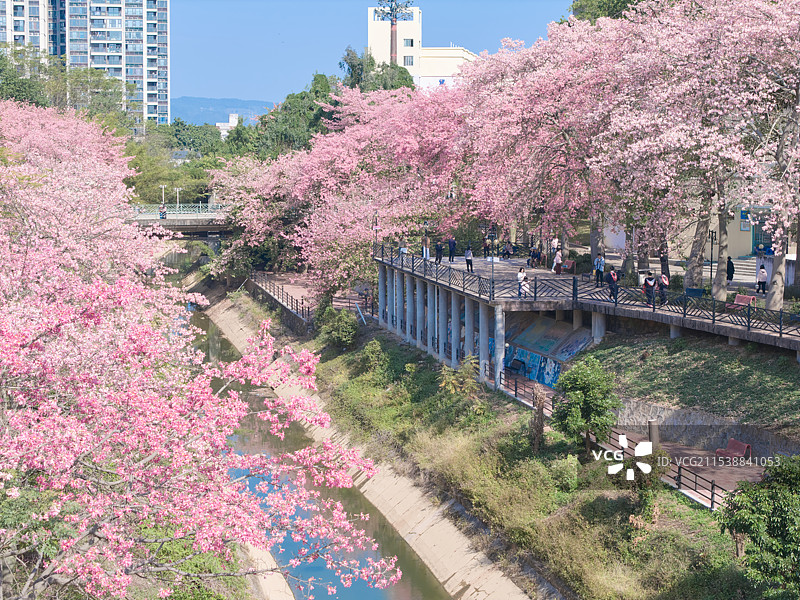 广州软件学院异木棉图片素材