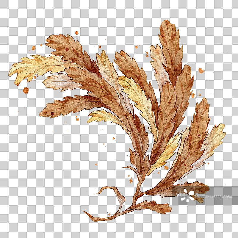 海藻手绘中药材水彩插画图片素材