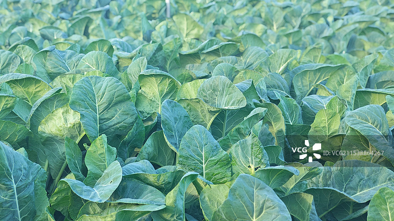 福建漳州田园菜地里面的包菜翠绿欲滴喜获丰收图片素材