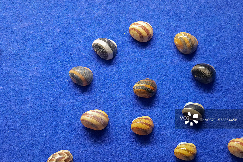 玉女蜒螺 山东博物馆“三千玲珑-中国海洋贝类展”图片素材