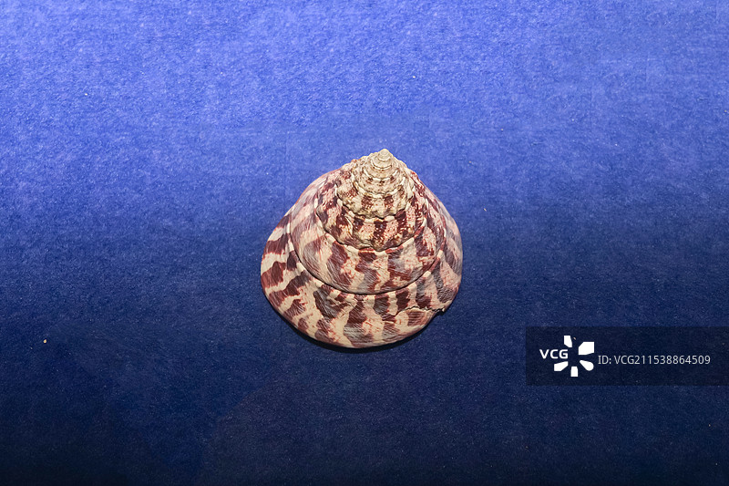 大马蹄螺 山东博物馆“三千玲珑-中国海洋贝类展”图片素材