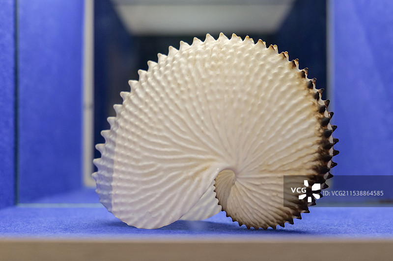 瘤船蛸 山东博物馆“三千玲珑-中国海洋贝类展”图片素材