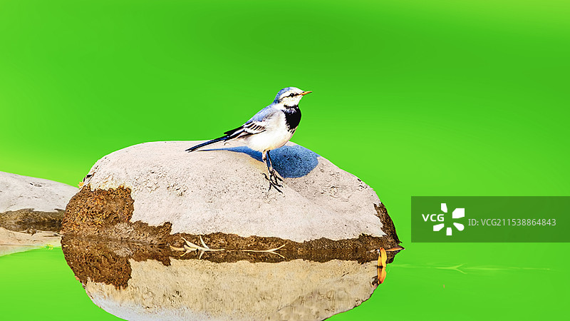 白鹡鸰--听风图片素材