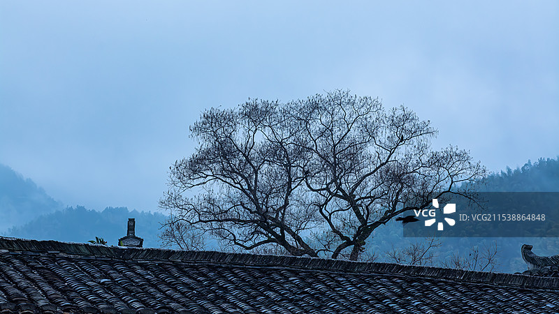 卢村 房屋旁大树图片素材