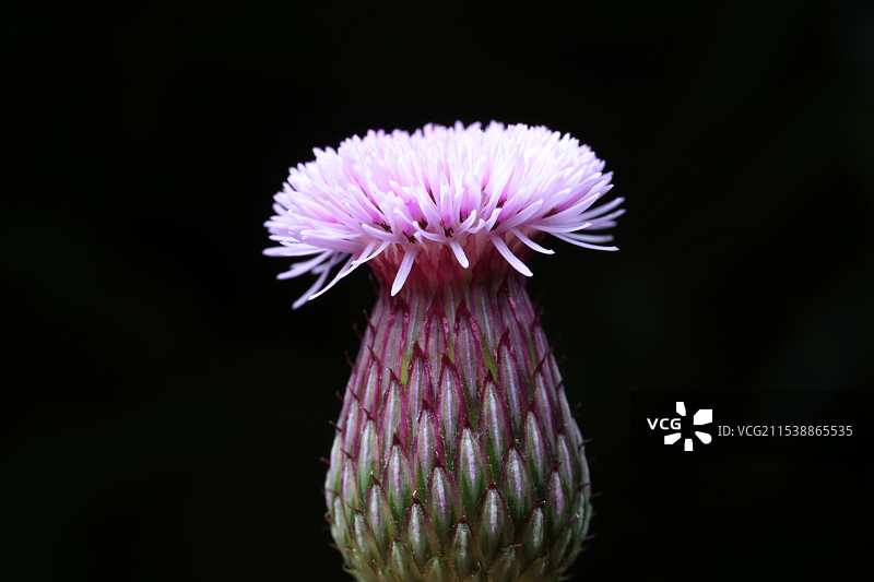 大蓟花朵图片素材