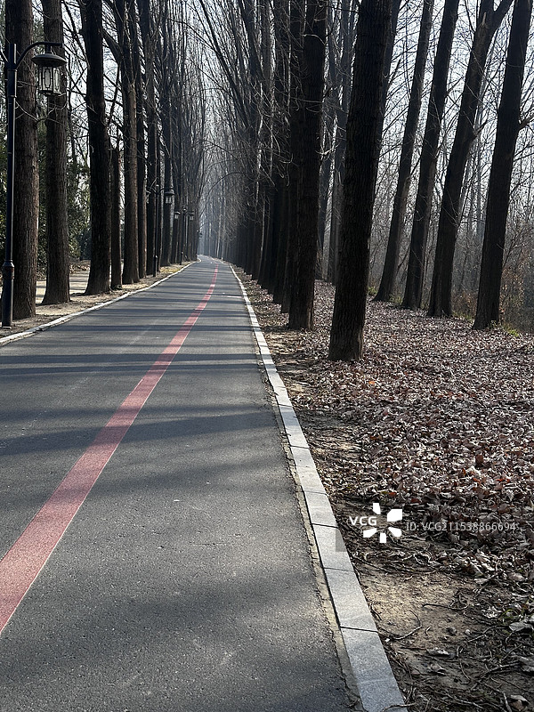 林中树木丛中的空路图片素材