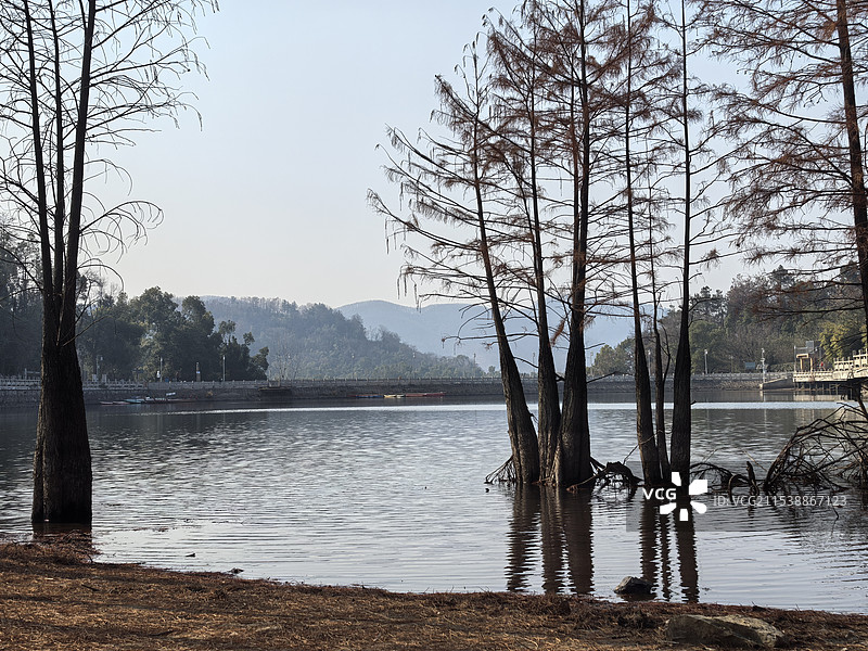 水墨水杉，如画九真山图片素材