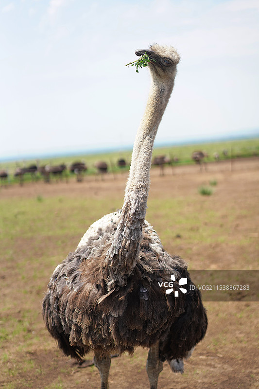 鸵鸟图片素材