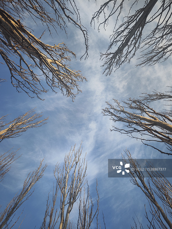 冬天的公园的树图片素材