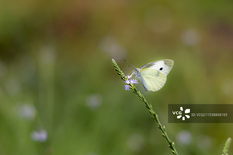 菜粉蝶图片素材