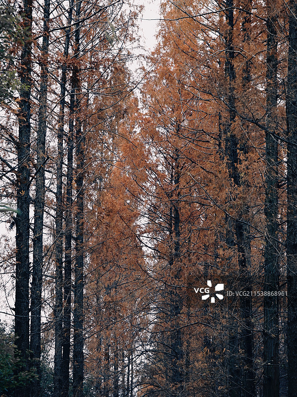 中国科学技术大学建筑图片素材