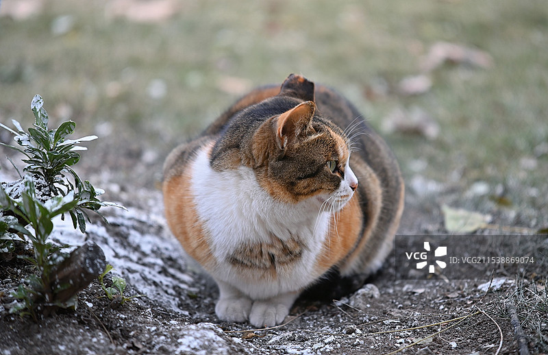 中国科学技术大学猫咪图片素材