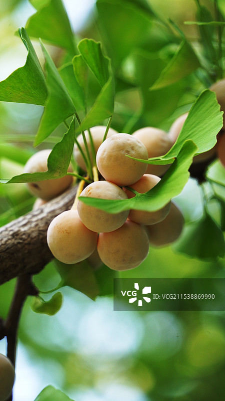 银杏白果图片素材