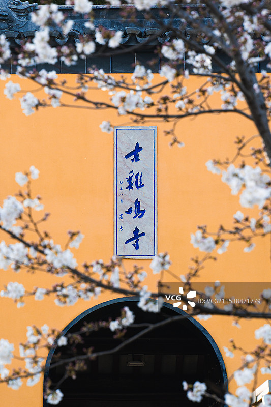 南京古鸡鸣寺盛开的樱花图片素材