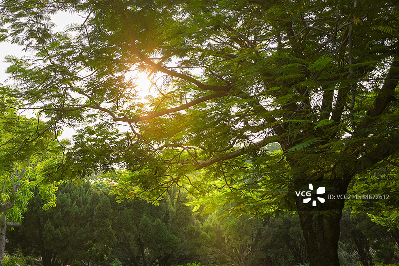 阳光透过树林图片素材