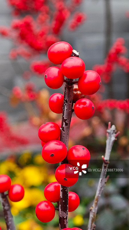 树上生长的红浆果特写镜头图片素材