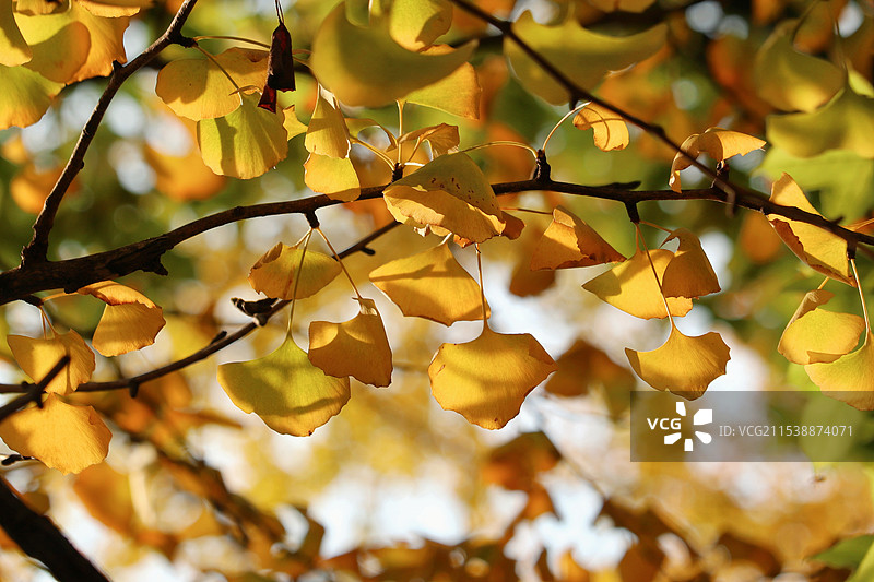 南京明孝陵的黄色银杏叶图片素材