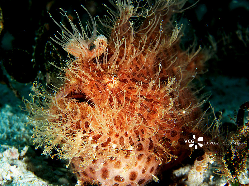 条纹趸鱼图片素材