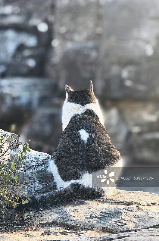 一只孤独的猫的背影图片素材