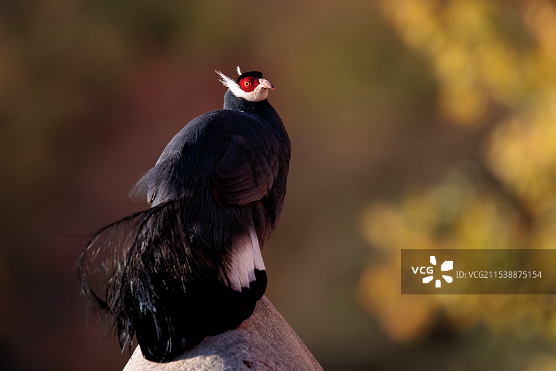蓝马鸡《圣诞快乐》Blue Eared Pheasant图片素材