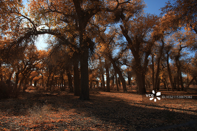 胡杨秋韵图片素材