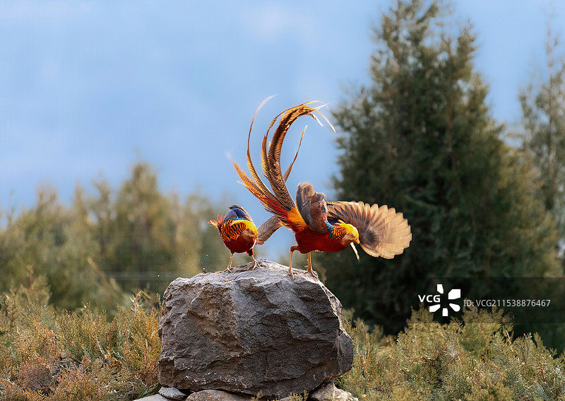 栖息在岩石上的红腹锦鸡图片素材