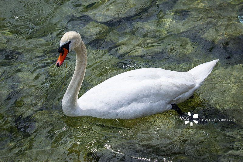 白天鹅(疣鼻天鹅)图片素材