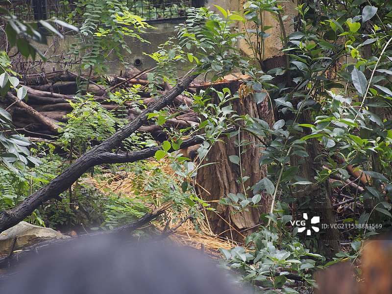 南京红山动物园图片素材