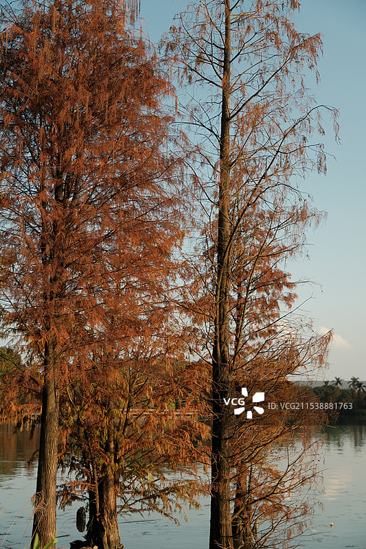 落羽杉图片素材