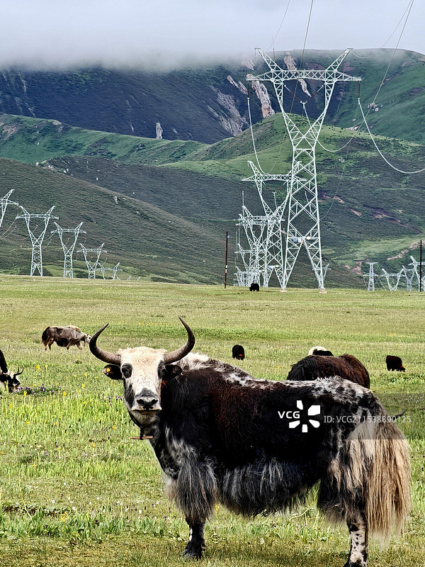 高原牦牛图片素材