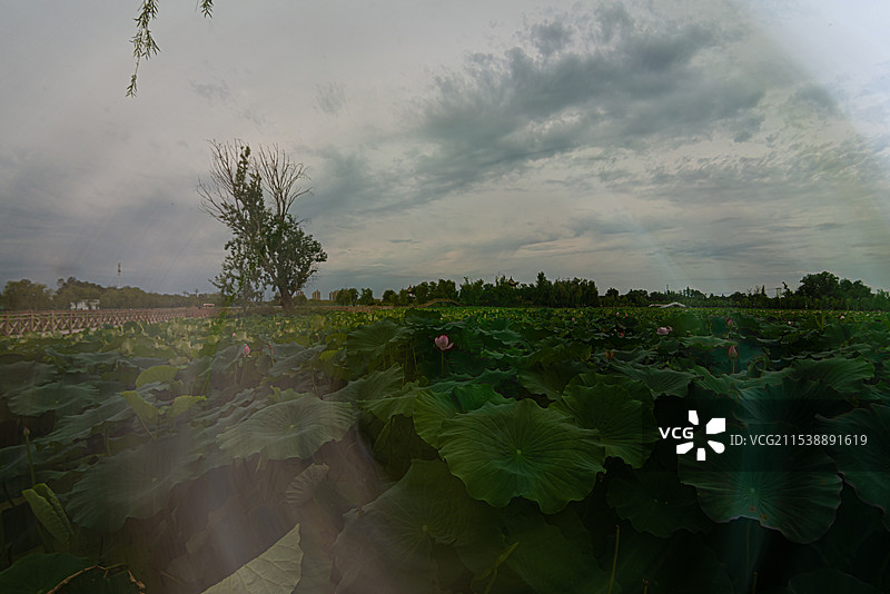 多重曝光荷花池（新疆五家渠市）图片素材