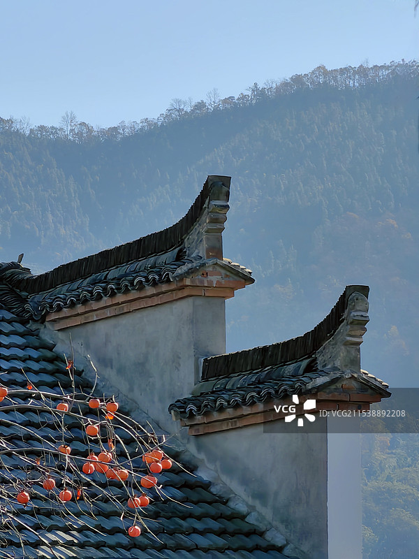 皖南柿红图片素材