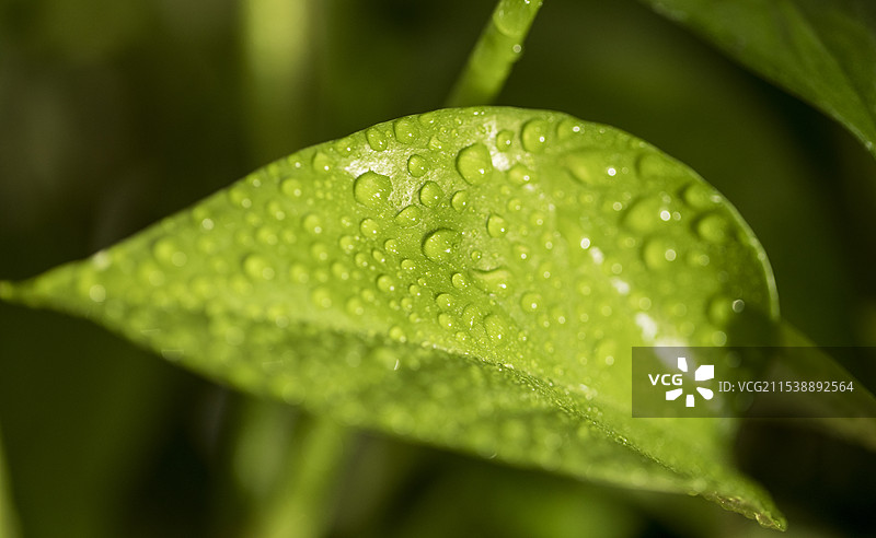 绿叶水滴图片素材