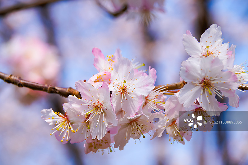粉嫩樱花绽放图片素材
