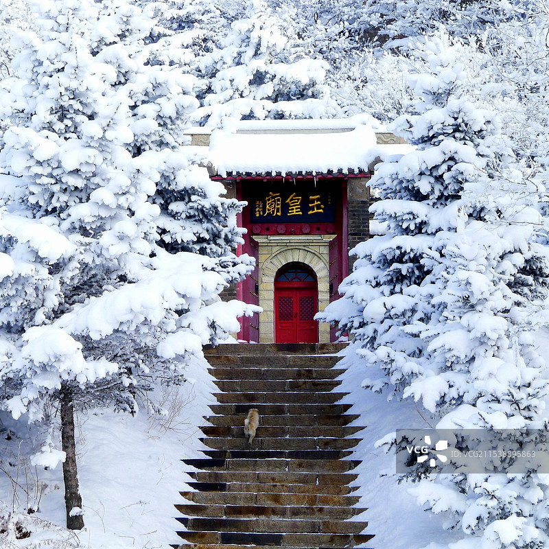 冬季白雪雾凇覆盖的庙门前台阶上向上奔跑的小狗图片素材