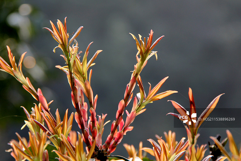 广西南宁市武鸣区大明山春天的景色图片素材