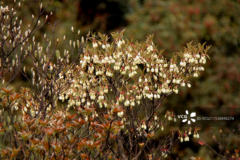 广西南宁市武鸣区大明山春天的景色图片素材