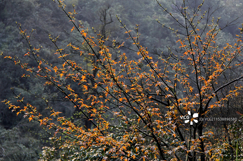 广西南宁市武鸣区大明山春天的景色图片素材