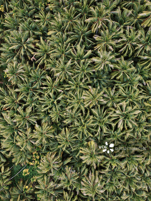 海南陵水椰子岛图片素材