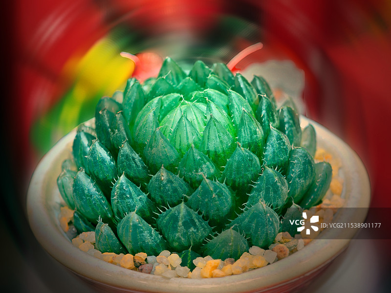 肉肉特写镜头，肉肉的微观世界，美不胜收图片素材