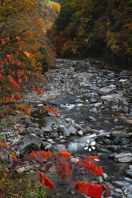 中国四川巴中市光雾山景区米仓山大小兰沟的红叶和溪水图片素材