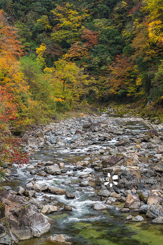 中国四川巴中市光雾山景区米仓山大小兰沟的红叶和溪水图片素材