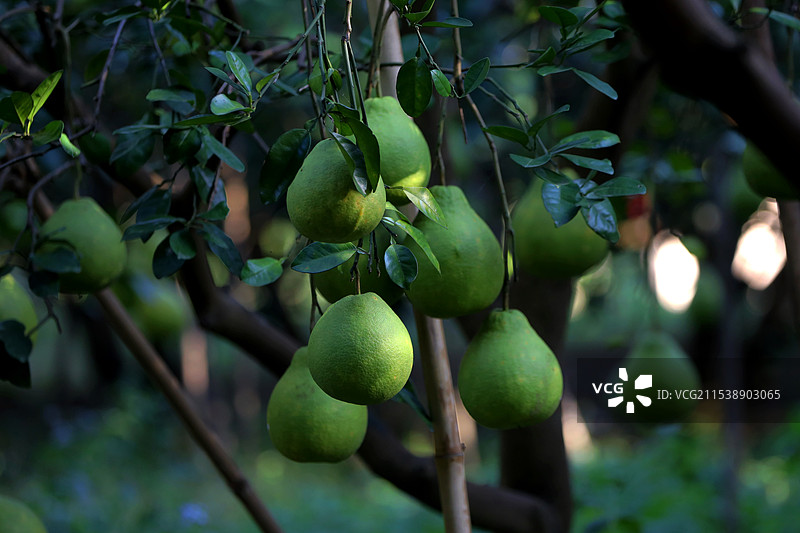 挂在树上的柚子特写镜头图片素材