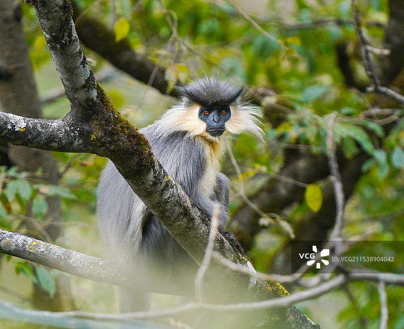 戴帽叶猴图片素材